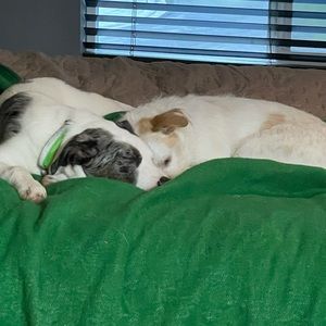 Meet your Posher, Gayle